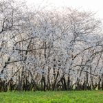 庄内緑地公園、桜、3月の春の花、名古屋市西区の観光・撮影スポットの画像と写真