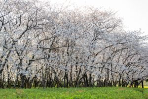 庄内緑地公園、桜、3月の春の花、名古屋市西区の観光・撮影スポットの画像と写真