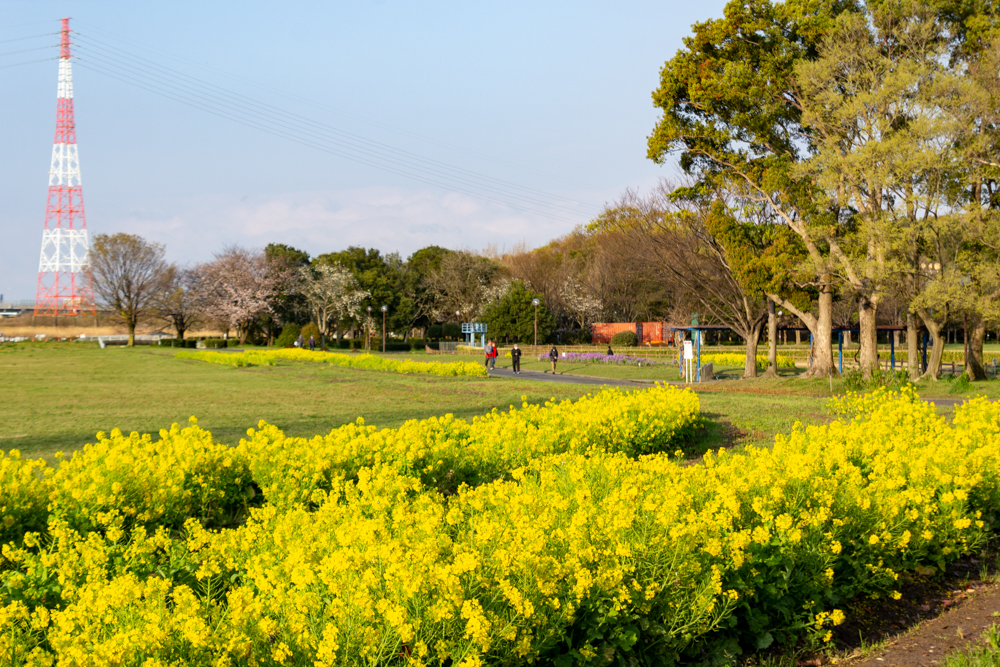 庄内緑地公園、菜の花、3月の春の花、名古屋市西区の観光・撮影スポットの画像と写真
