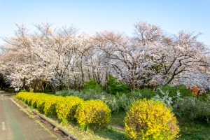 庄内緑地公園、菜の花、3月の春の花、名古屋市西区の観光・撮影スポットの画像と写真