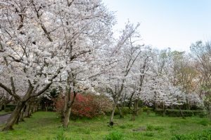 庄内緑地公園、桜、3月の春の花、名古屋市西区の観光・撮影スポットの画像と写真