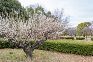 庄内緑地公園、梅、2月春の花、名古屋市西区の観光・撮影スポットの画像と写真