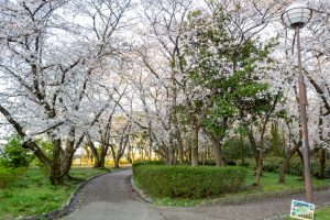 庄内緑地公園、桜、3月の春の花、名古屋市西区の観光・撮影スポットの画像と写真