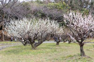 庄内緑地公園、梅、2月春の花、名古屋市西区の観光・撮影スポットの画像と写真