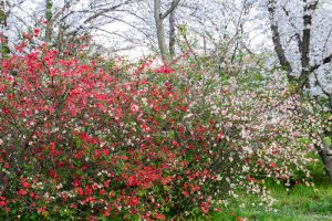 庄内緑地公園、3月の春の花、名古屋市西区の観光・撮影スポットの画像と写真