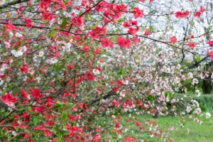 庄内緑地公園、3月の春の花、名古屋市西区の観光・撮影スポットの画像と写真