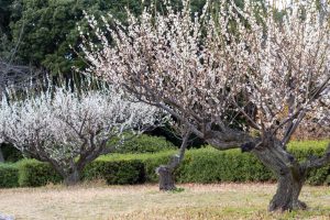 庄内緑地公園、梅、2月春の花、名古屋市西区の観光・撮影スポットの画像と写真