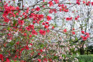 庄内緑地公園、3月の春の花、名古屋市西区の観光・撮影スポットの画像と写真