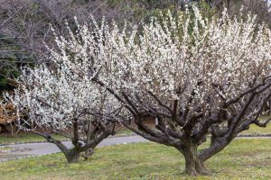 庄内緑地公園、梅、2月春の花、名古屋市西区の観光・撮影スポットの画像と写真