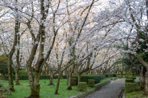 庄内緑地公園、桜、3月の春の花、名古屋市西区の観光・撮影スポットの画像と写真