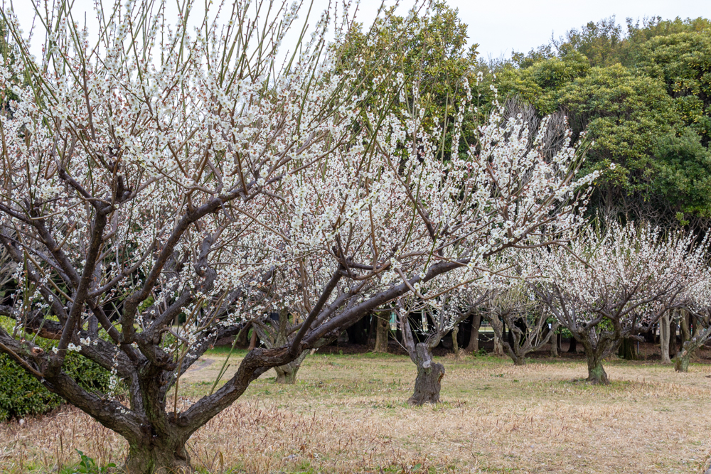 庄内緑地公園、梅、2月春の花、名古屋市西区の観光・撮影スポットの画像と写真