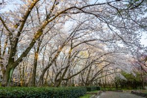庄内緑地公園、桜、3月の春の花、名古屋市西区の観光・撮影スポットの画像と写真