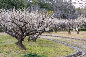 庄内緑地公園、梅、2月春の花、名古屋市西区の観光・撮影スポットの画像と写真