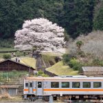 竹原薄墨桜公園、しだれ桜、3月春の花、三重県津市の観光・撮影スポットの名所