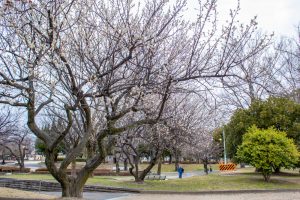 千種公園、梅、2月春の花、名古屋市千種区の観光・撮影スポットの画像と写真