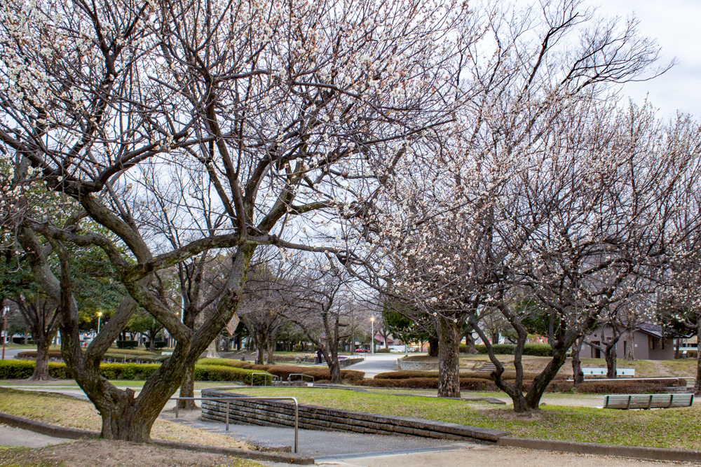 千種公園、梅、2月春の花、名古屋市千種区の観光・撮影スポットの画像と写真