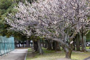 千種公園、梅、2月春の花、名古屋市千種区の観光・撮影スポットの画像と写真