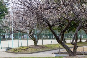 千種公園、梅、2月春の花、名古屋市千種区の観光・撮影スポットの画像と写真