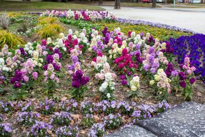 千種公園、2月春の花、名古屋市千種区の観光・撮影スポットの画像と写真