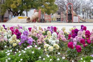 千種公園、2月春の花、名古屋市千種区の観光・撮影スポットの画像と写真
