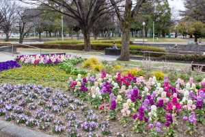 千種公園、2月春の花、名古屋市千種区の観光・撮影スポットの画像と写真