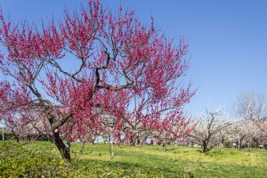 東谷山フルーツパーク、梅園、2月の春の花、名古屋市守山区の観光・撮影スポットの名所
