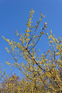 東谷山フルーツパーク、梅園、2月の春の花、名古屋市守山区の観光・撮影スポットの名所