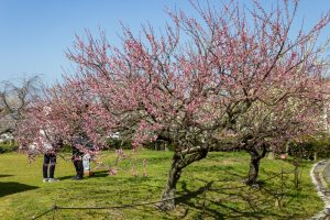 東谷山フルーツパーク、梅園、2月の春の花、名古屋市守山区の観光・撮影スポットの名所
