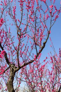 東谷山フルーツパーク、梅園、2月の春の花、名古屋市守山区の観光・撮影スポットの名所