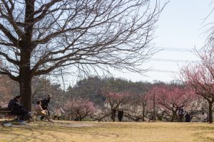 東谷山フルーツパーク、梅園、2月の春の花、名古屋市守山区の観光・撮影スポットの名所