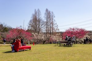 東谷山フルーツパーク、梅園、2月の春の花、名古屋市守山区の観光・撮影スポットの名所
