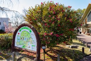 東谷山フルーツパーク、2月の春の花、名古屋市守山区の観光・撮影スポットの名所