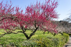東谷山フルーツパーク、梅園、2月の春の花、名古屋市守山区の観光・撮影スポットの名所