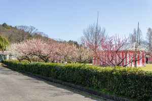 東谷山フルーツパーク、梅園、2月の春の花、名古屋市守山区の観光・撮影スポットの名所