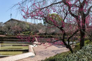 東谷山フルーツパーク、梅園、2月の春の花、名古屋市守山区の観光・撮影スポットの名所