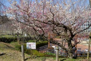 東谷山フルーツパーク、思いのまま、梅園、2月の春の花、名古屋市守山区の観光・撮影スポットの名所