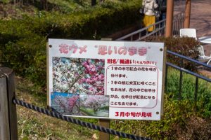 東谷山フルーツパーク、思いのまま、梅園、2月の春の花、名古屋市守山区の観光・撮影スポットの名所