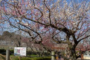 東谷山フルーツパーク、思いのまま、梅園、2月の春の花、名古屋市守山区の観光・撮影スポットの名所