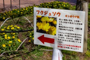 東谷山フルーツパーク、フクジュソウ、2月の春の花、名古屋市守山区の観光・撮影スポットの名所