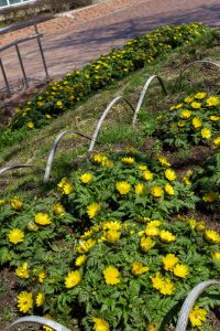東谷山フルーツパーク、フクジュソウ、2月の春の花、名古屋市守山区の観光・撮影スポットの名所