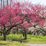 東谷山フルーツパーク、梅園、2月の春の花、名古屋市守山区の観光・撮影スポットの名所
