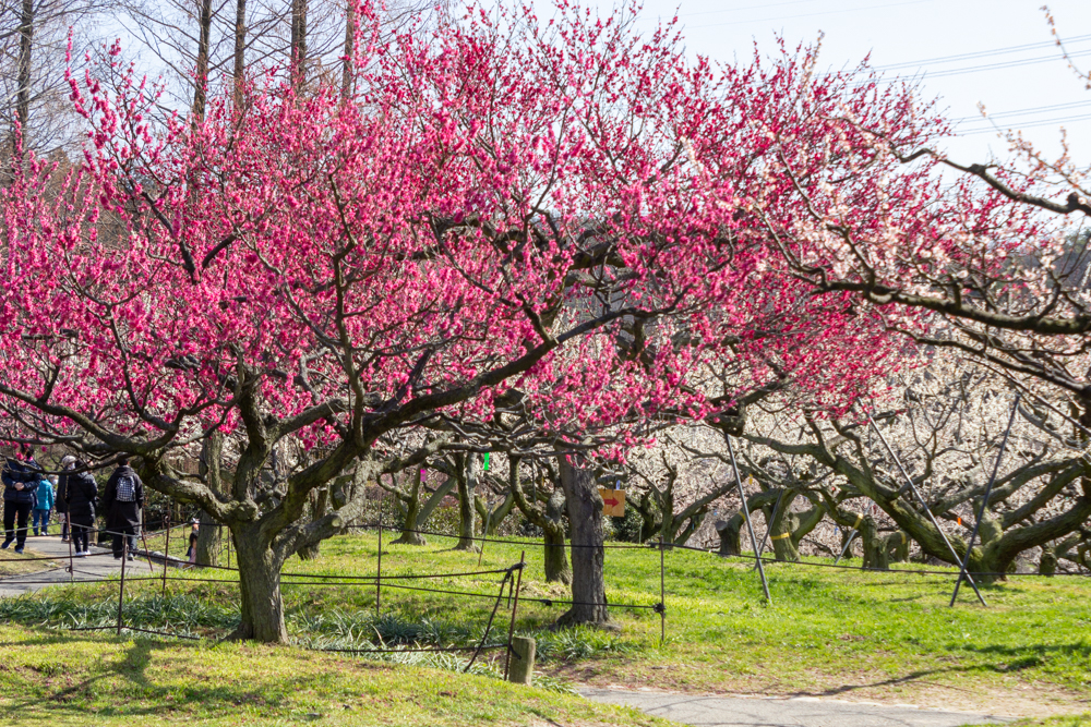 東谷山フルーツパーク、梅園、2月の春の花、名古屋市守山区の観光・撮影スポットの名所
