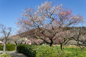 東谷山フルーツパーク、梅園、2月の春の花、名古屋市守山区の観光・撮影スポットの名所