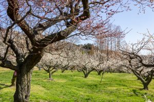 東谷山フルーツパーク、梅園、2月の春の花、名古屋市守山区の観光・撮影スポットの名所