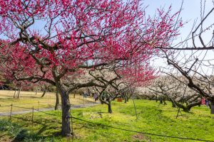 東谷山フルーツパーク、梅園、2月の春の花、名古屋市守山区の観光・撮影スポットの名所