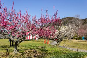 東谷山フルーツパーク、梅園、2月の春の花、名古屋市守山区の観光・撮影スポットの名所