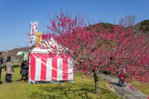 東谷山フルーツパーク、梅園、2月の春の花、名古屋市守山区の観光・撮影スポットの名所
