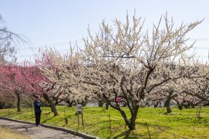 東谷山フルーツパーク、梅園、2月の春の花、名古屋市守山区の観光・撮影スポットの名所