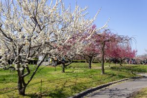 東谷山フルーツパーク、梅園、2月の春の花、名古屋市守山区の観光・撮影スポットの名所