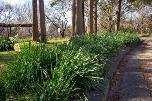 茶屋ヶ坂公園、水仙、2月夏の花、名古屋市千種区の観光・撮影スポットの画像と写真